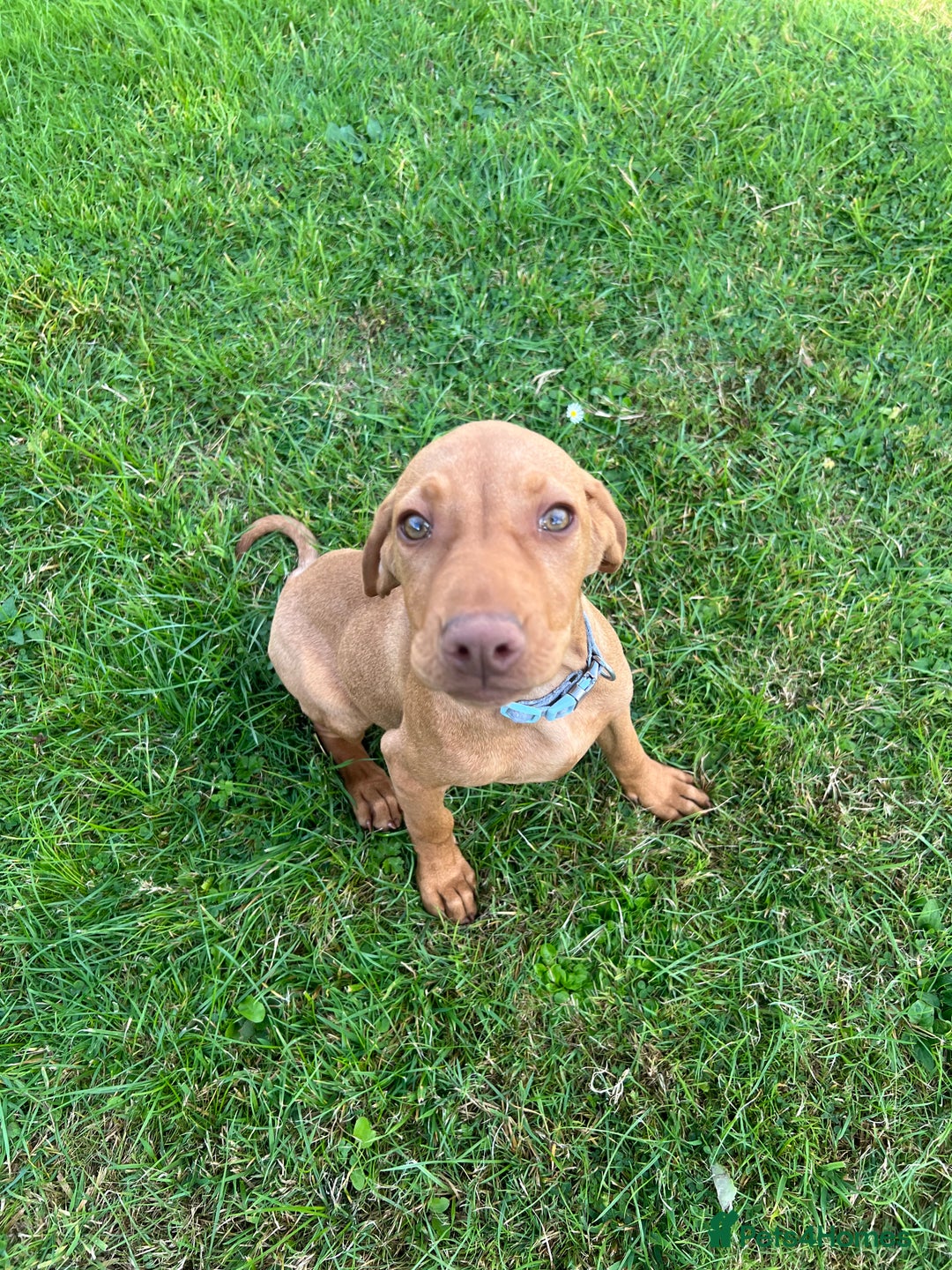 Hungarian Vizsla dogs for sale: 2 female Hungarian vizslas 17 weeks old - Image 4