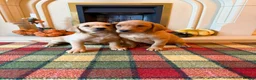 Labrador Retriever dogs for sale: *READY NOW* Stunning KC girls, tested&many FTCH/Ws - Advert 3