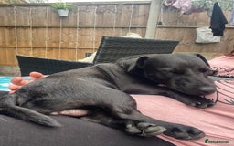 Jack Russell dogs for sale: Black Jack Russel - Image 3