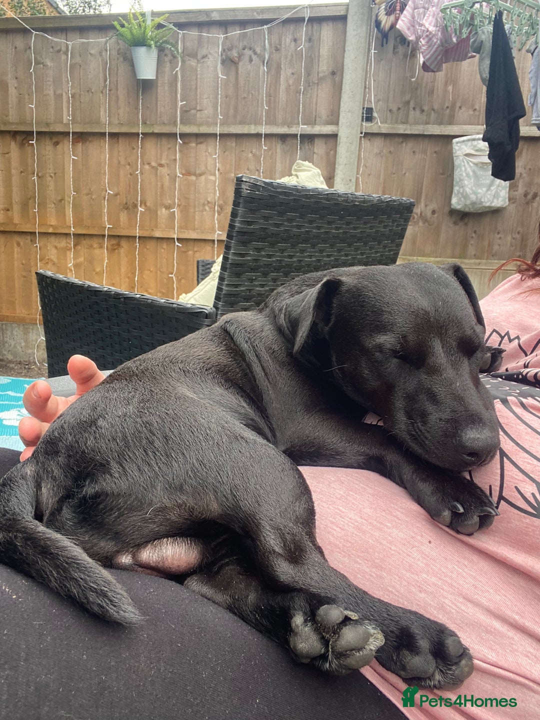 Jack Russell dogs for sale: Black Jack Russel - Image 3