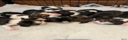 Beagle dogs for sale: Champion Bred Puppies (KC Reg) in Matlock - Advert 10