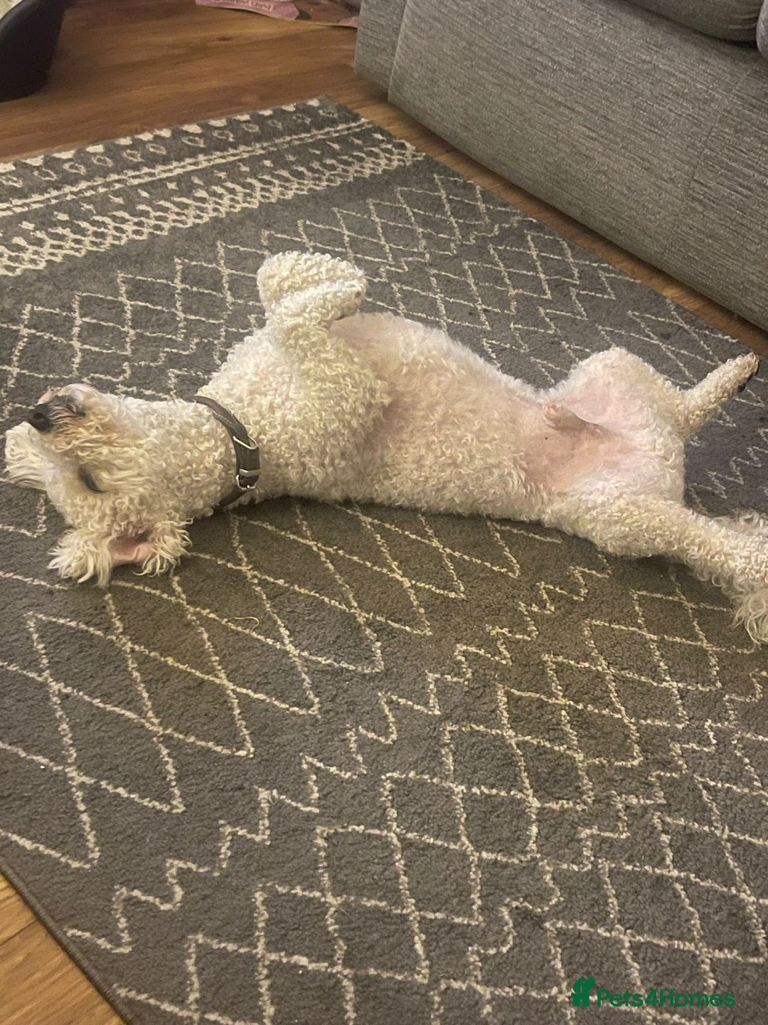 Mixed Breed dogs for adoption: DAISY & BILLY - BONDED PAIR  - Advert 10