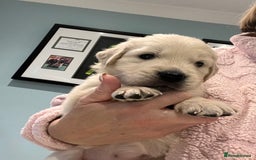 Golden Retriever dogs for sale: Stunning quality golden retriever puppies - Advert 17