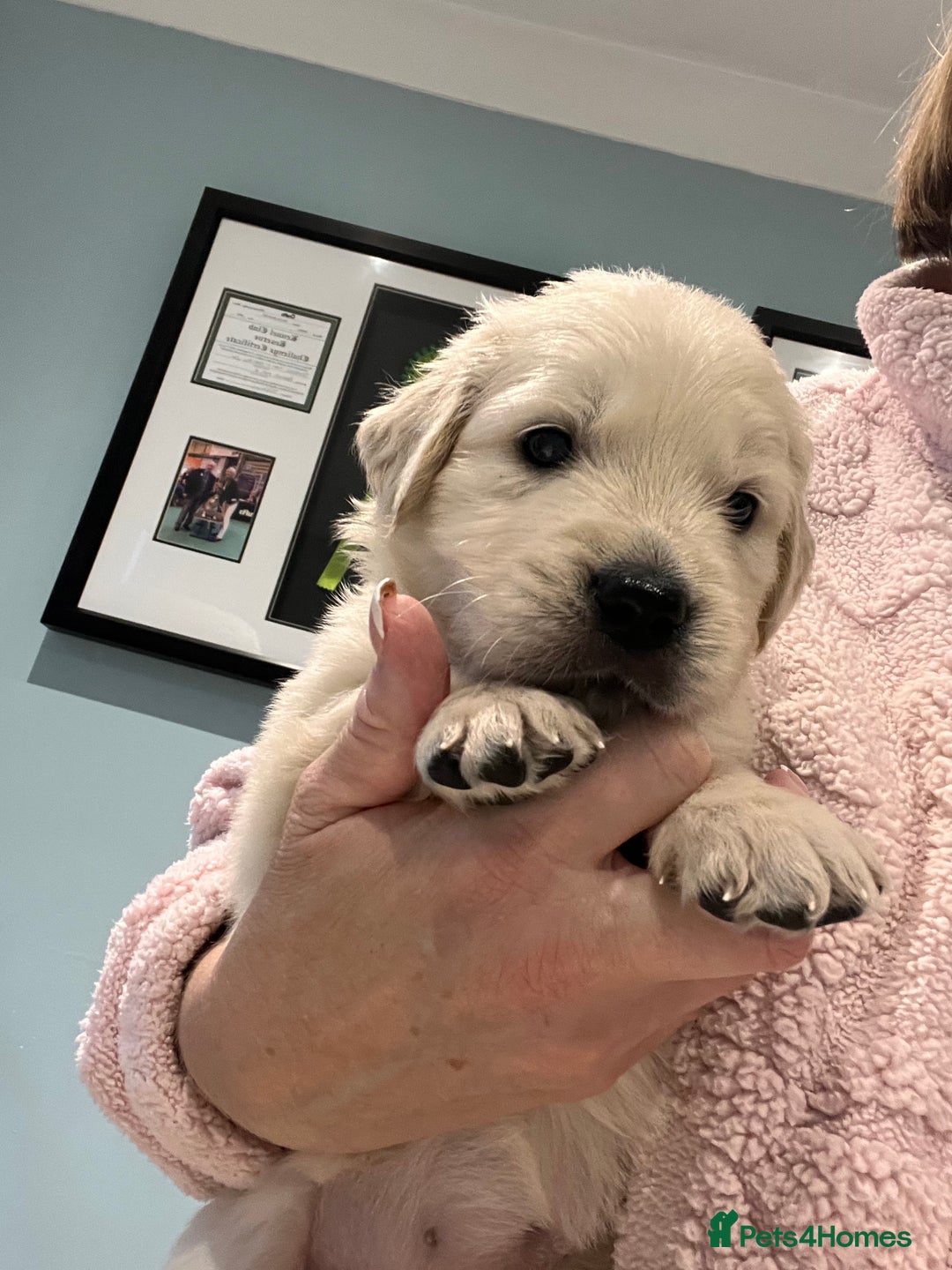 Golden Retriever dogs for sale: Stunning quality golden retriever puppies - Advert 17