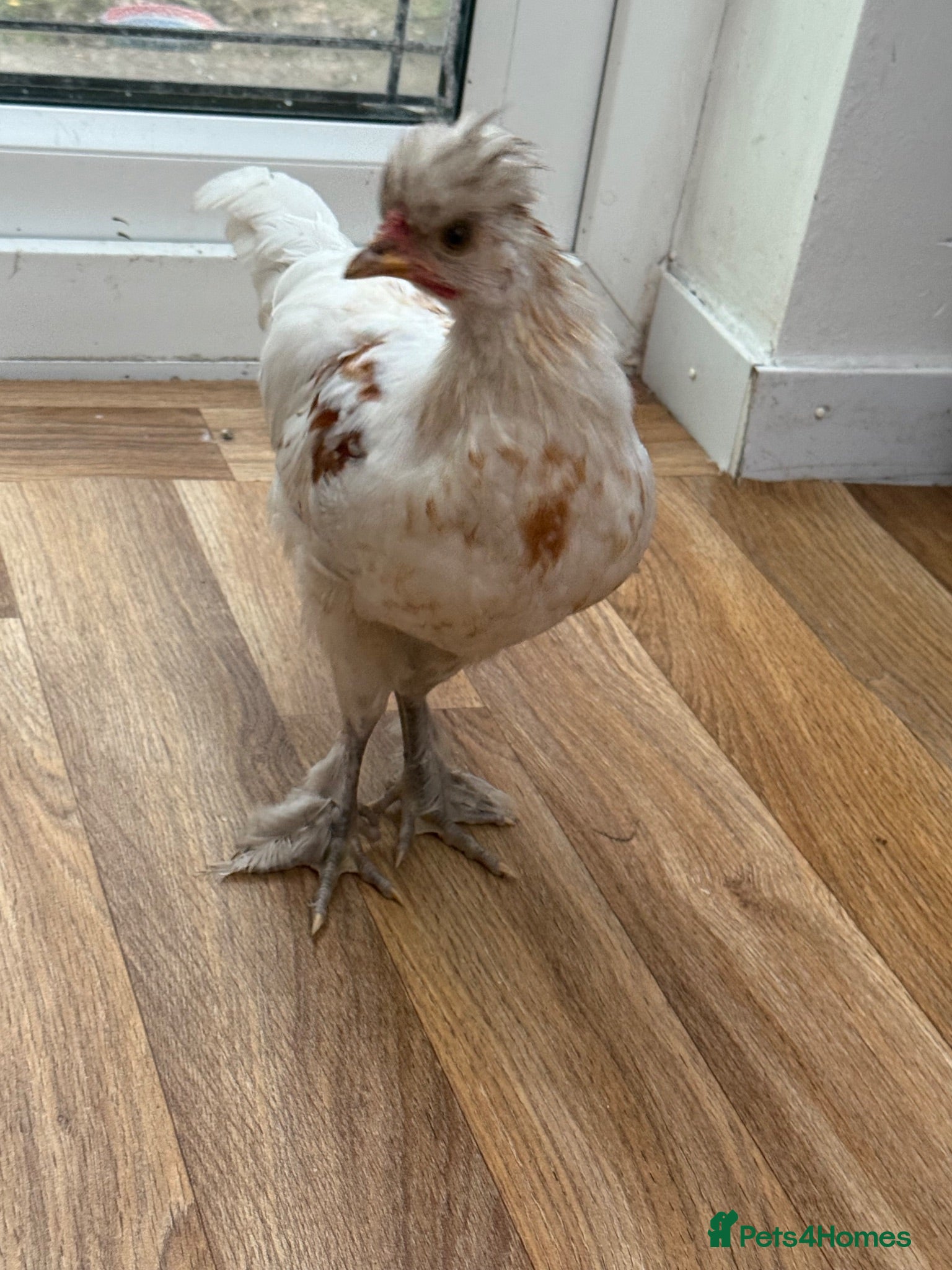 Chickens poultry Friendly American Silkie Looking for a Loving Home - Advert 1