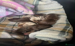 Miniature Dachshund dogs for sale: Miniature dachshund puppies for sale  - Image 1