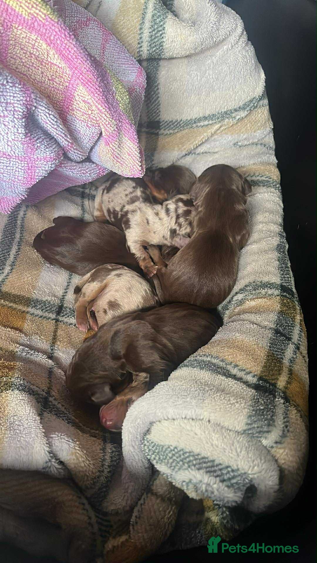 Miniature Dachshund dogs for sale: Miniature dachshund puppies for sale  - Image 1