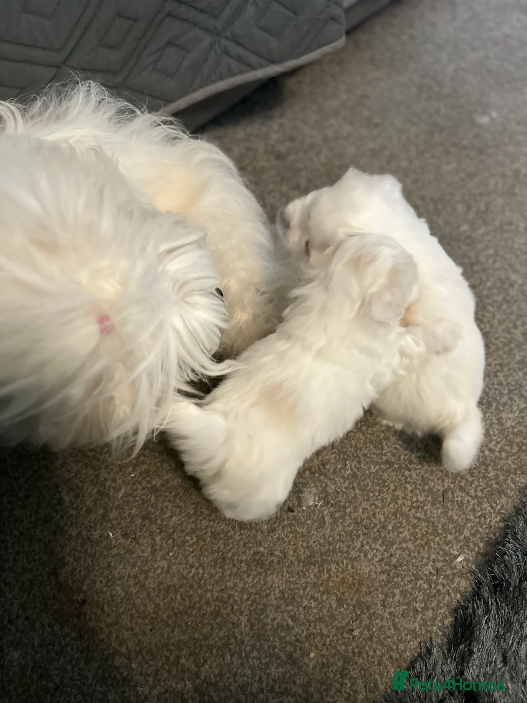 Coton De Tulear dogs for sale: Coton de Tulear puppy  - Advert 2