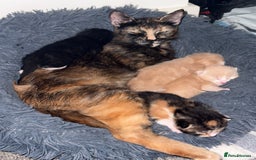 Mixed Breed cats for sale: 4 Gorgeous Kittens Ready for Their Forever Homes! - Image 6