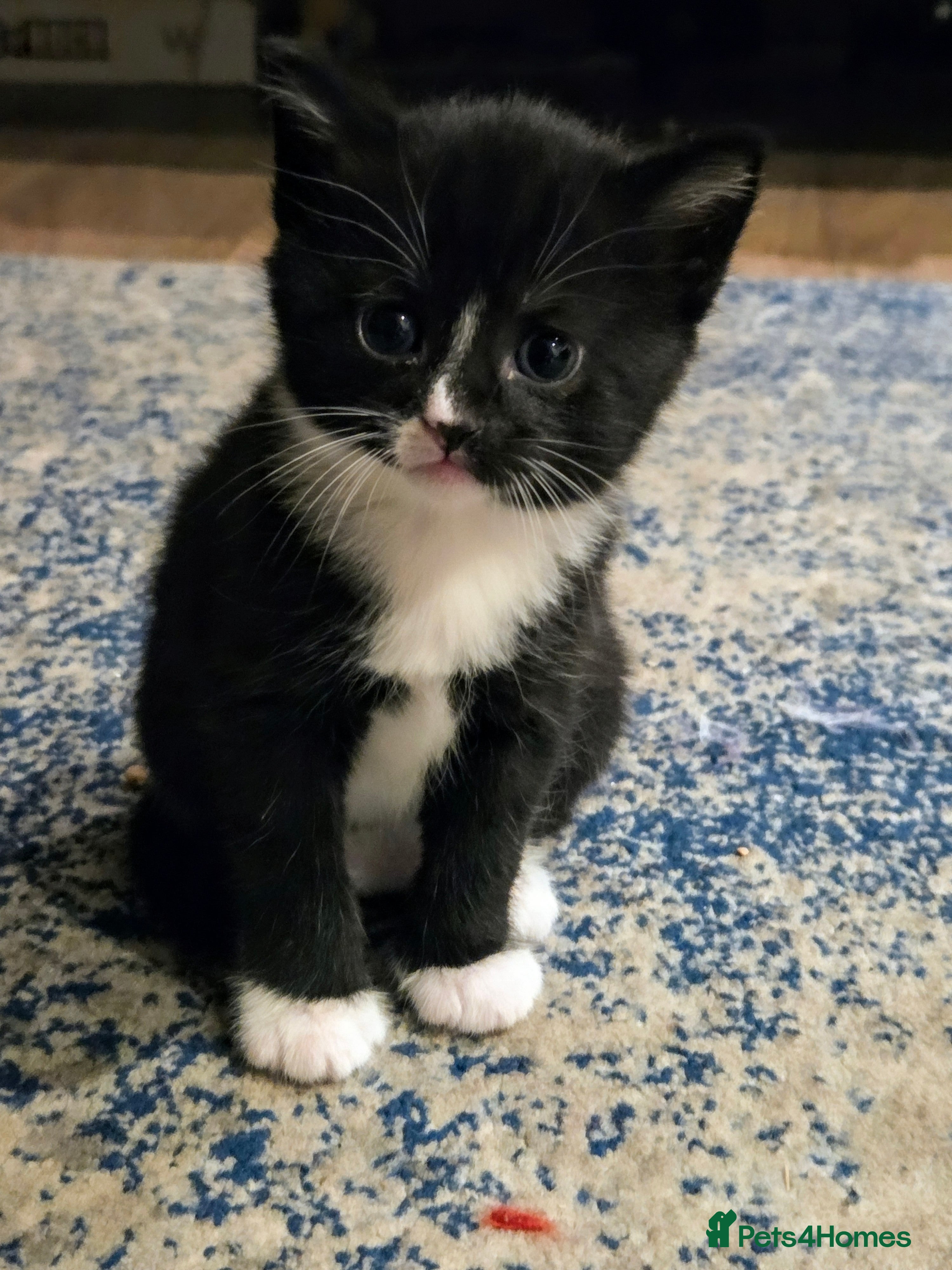 Mixed Breed cats Male Kitten  - Advert 18