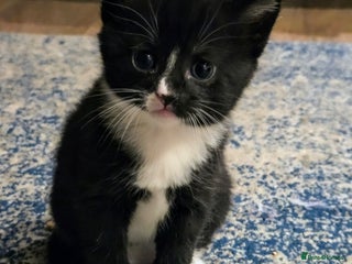 Mixed Breed cats Male Kitten - Advert 1