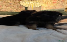 German Shepherd dogs for sale: German Shepherd Puppies Ready from 15th November - Image 12