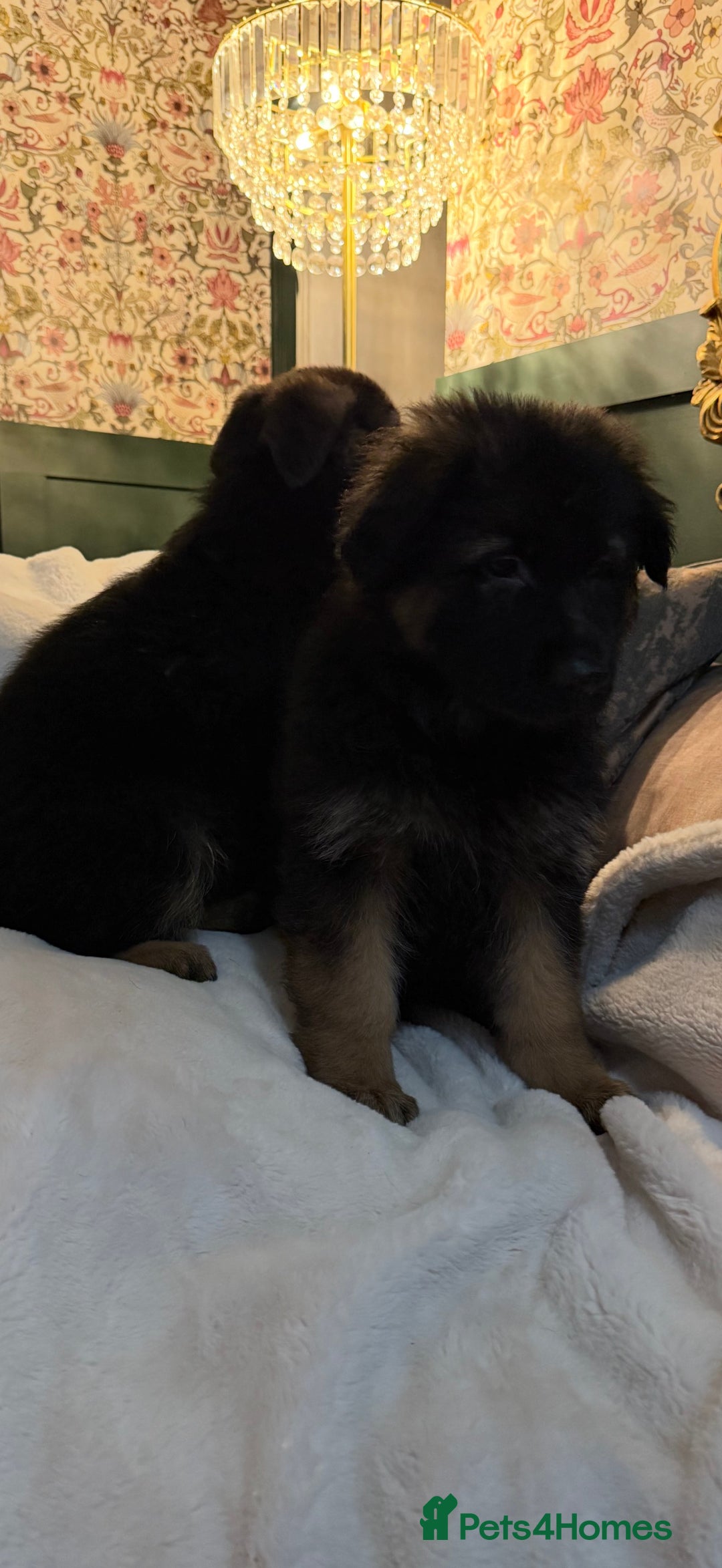 German Shepherd dogs for sale: German Shepherd Puppies Ready from 15th November - Image 12