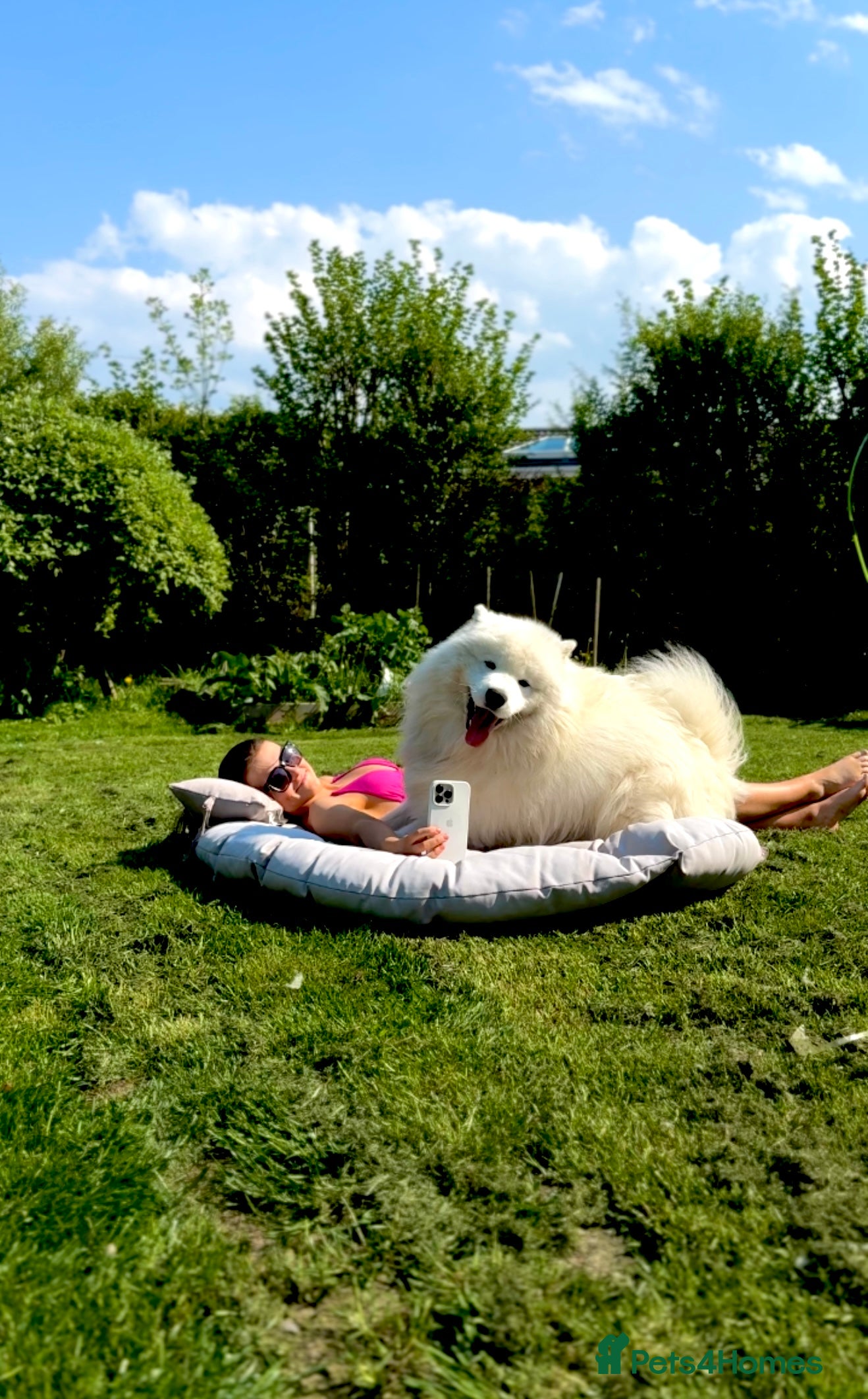 Samoyed dogs Elite Samoyed Stud–A Genetic Freek Bear Face type. in Deeside - Advert 1