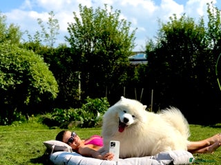 Samoyed dogs in Deeside - Advert 1