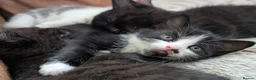 Mixed Breed cats for sale: Well-Socialised & Snuggly Kittens - Advert 13