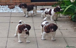 English Springer Spaniel dogs for sale: 🐾Beautiful KC Registered ES Spaniel Puppies🐾 - Image 1