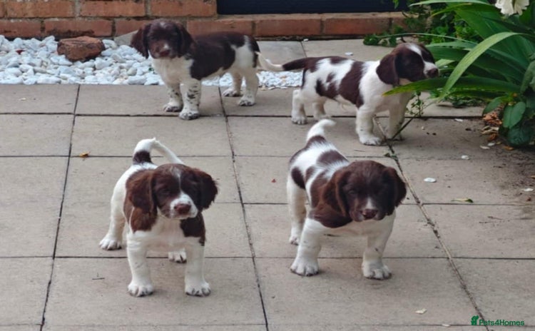 English Springer Spaniel dogs - Advert 1