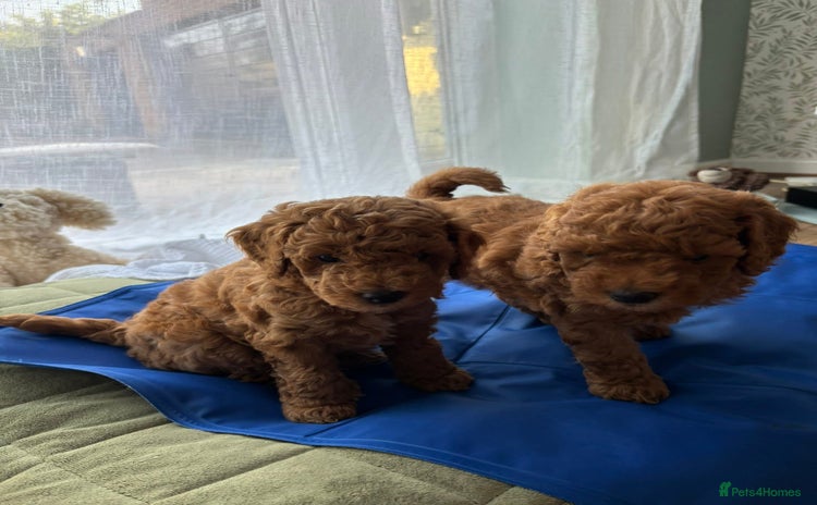 Poochon dogs - Advert 4