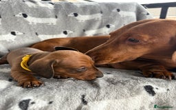 Miniature Dachshund dogs for sale: Almost ready to leave!Amazing Miniature Dachshunds in Doncaster - Image 17