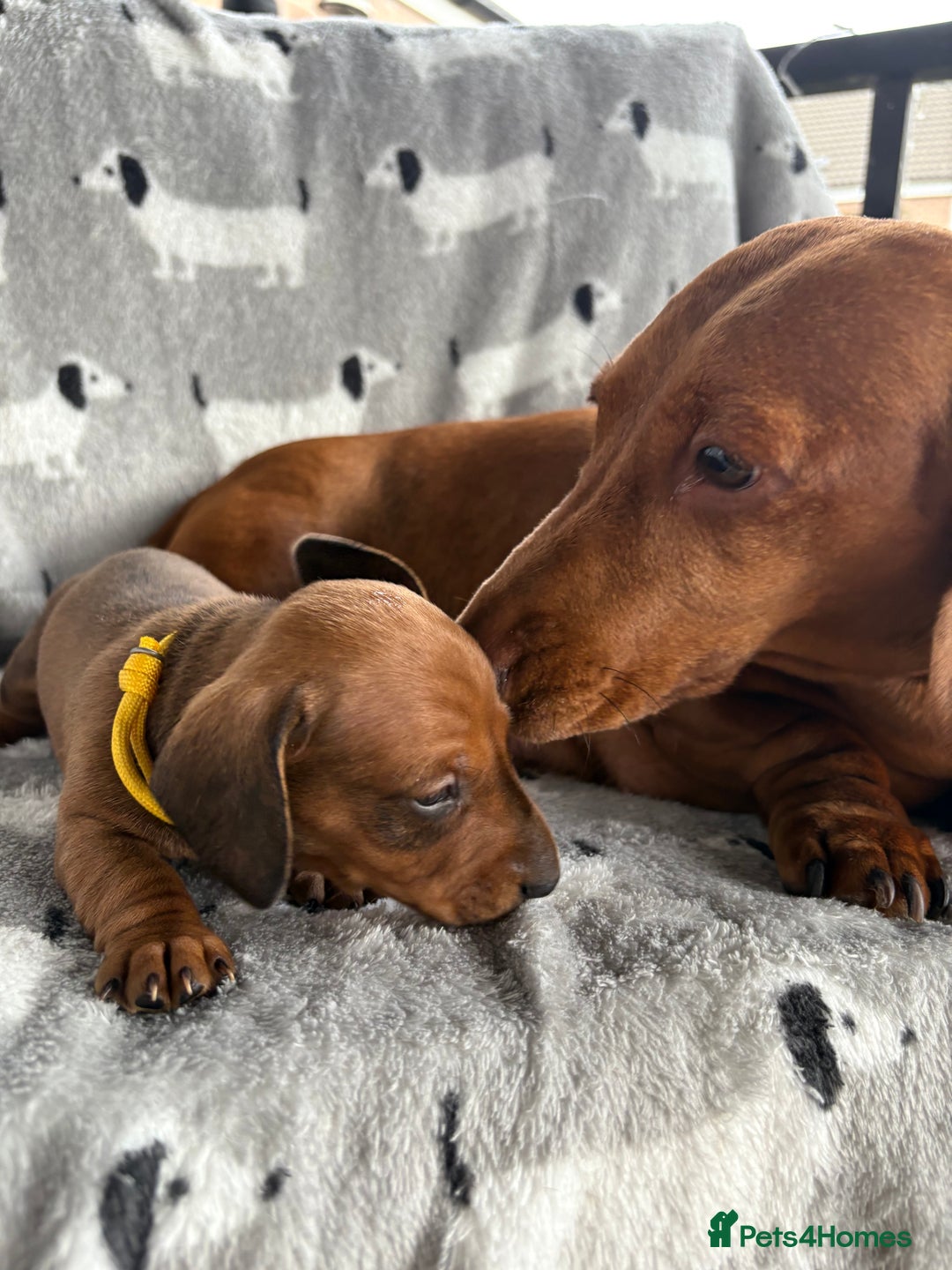 Miniature Dachshund dogs for sale: Almost ready to leave!Amazing Miniature Dachshunds in Doncaster - Image 17