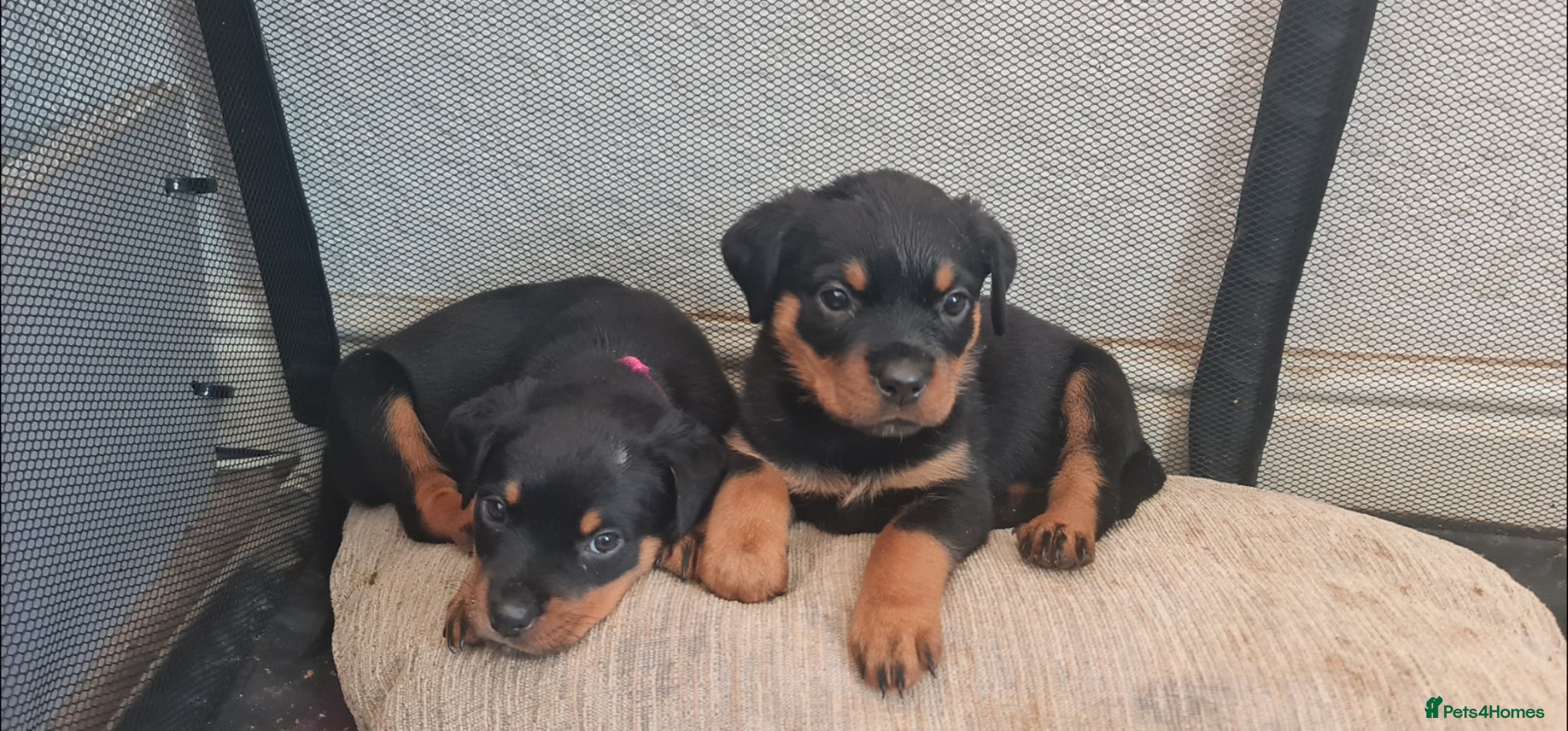 Rottweiler dogs Litter of beautiful rotty pups - Advert 19