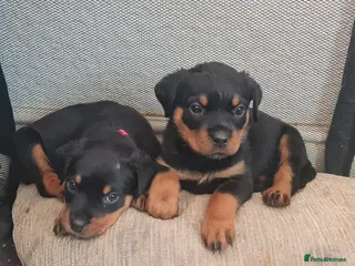 Rottweiler dogs Litter of beautiful rotty pups - Advert 15