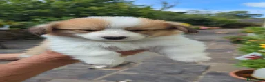 Welsh Corgi Pembroke 1174