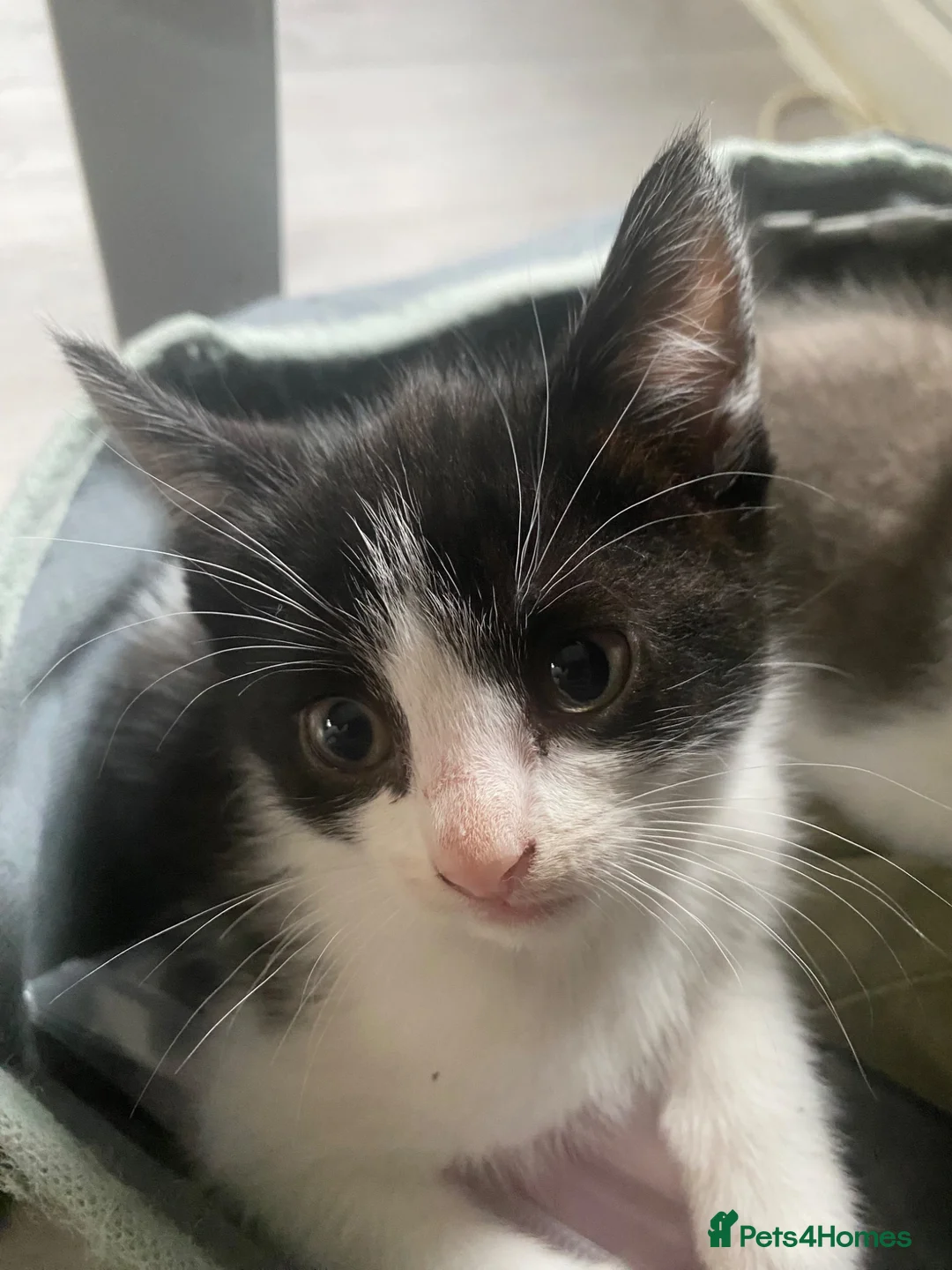 Mixed Breed cats for sale: Adorable kittens  in Bedford - Advert 2