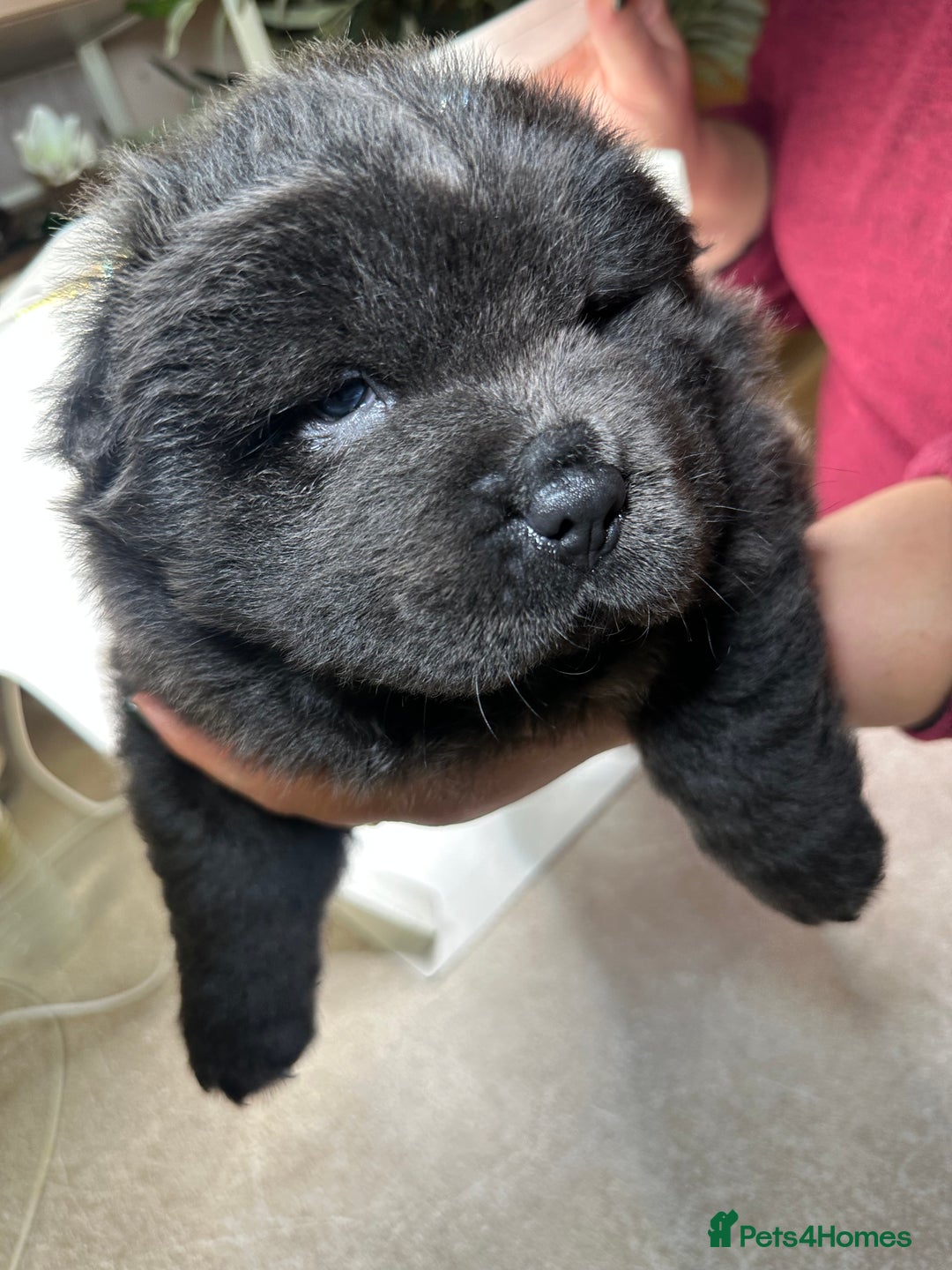 Chow Chow dogs for sale: Merle chow chow  - Advert 8