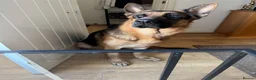 German Shepherd dogs for stud: Shadow Available for stud  - Advert 7