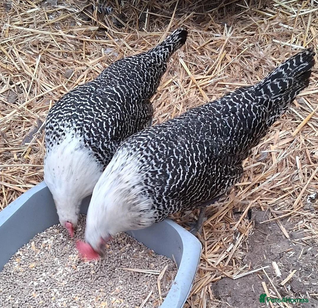 Chickens poultry for sale: Braekel chickens large fowl  - Advert 3