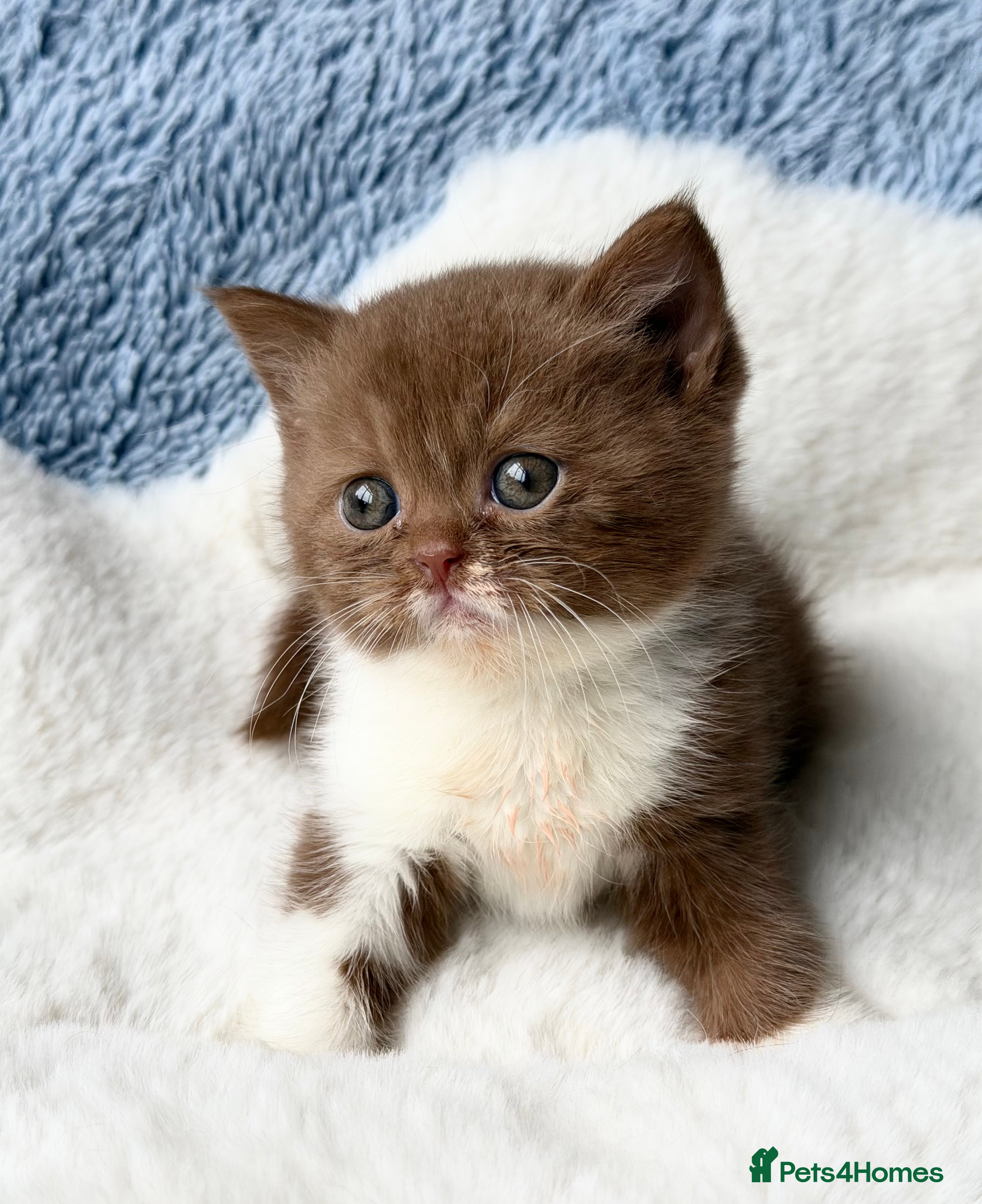 British Longhair cats for sale: Beautiful Cinnamon girls TICA registered  - Advert 2