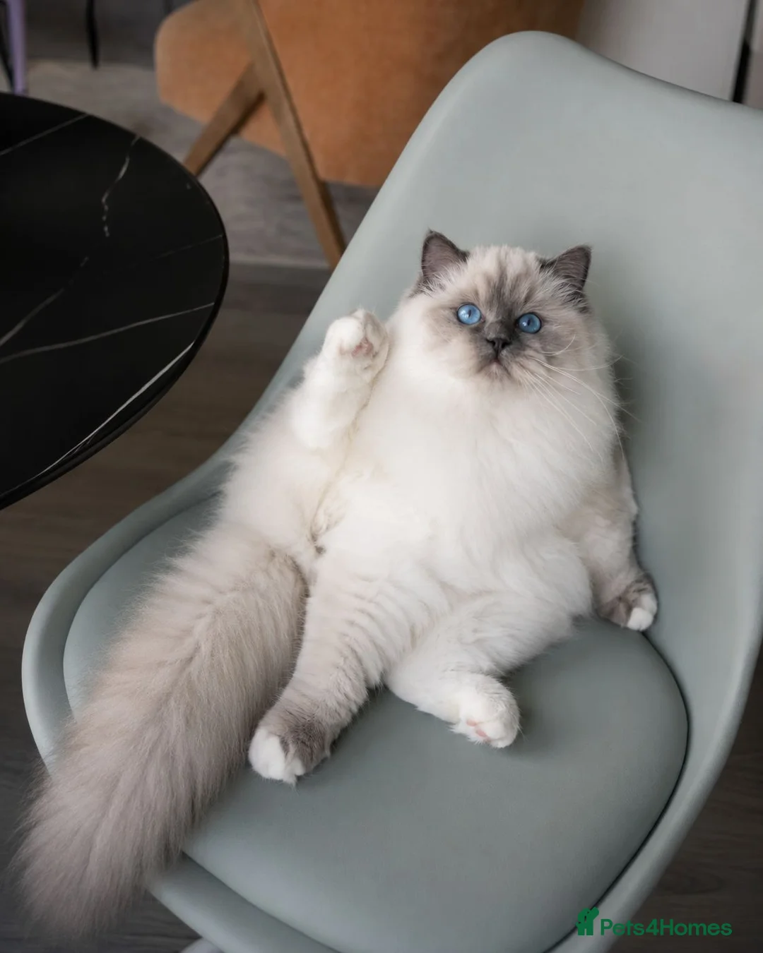 Ragdoll cats for sale: Retired Ragdoll Queen Looking for Forever Home - Advert 2