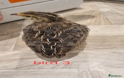 Quail poultry for sale: Coturnix quail three week old (not sexed)  - Image 5