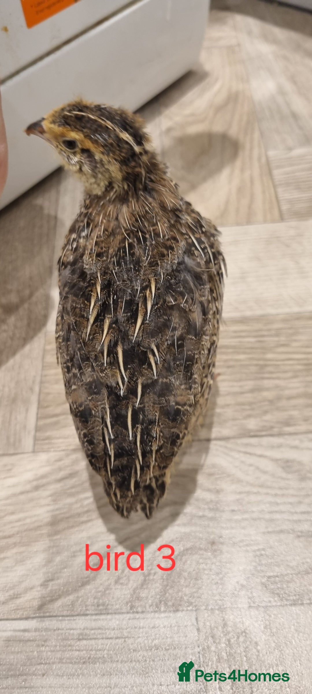 Quail poultry for sale: Coturnix quail three week old (not sexed)  - Image 5