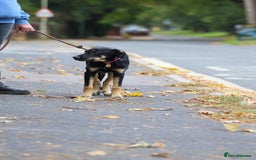 Mixed Breed dogs for adoption: Sweet Stella - reserved - Advert 25