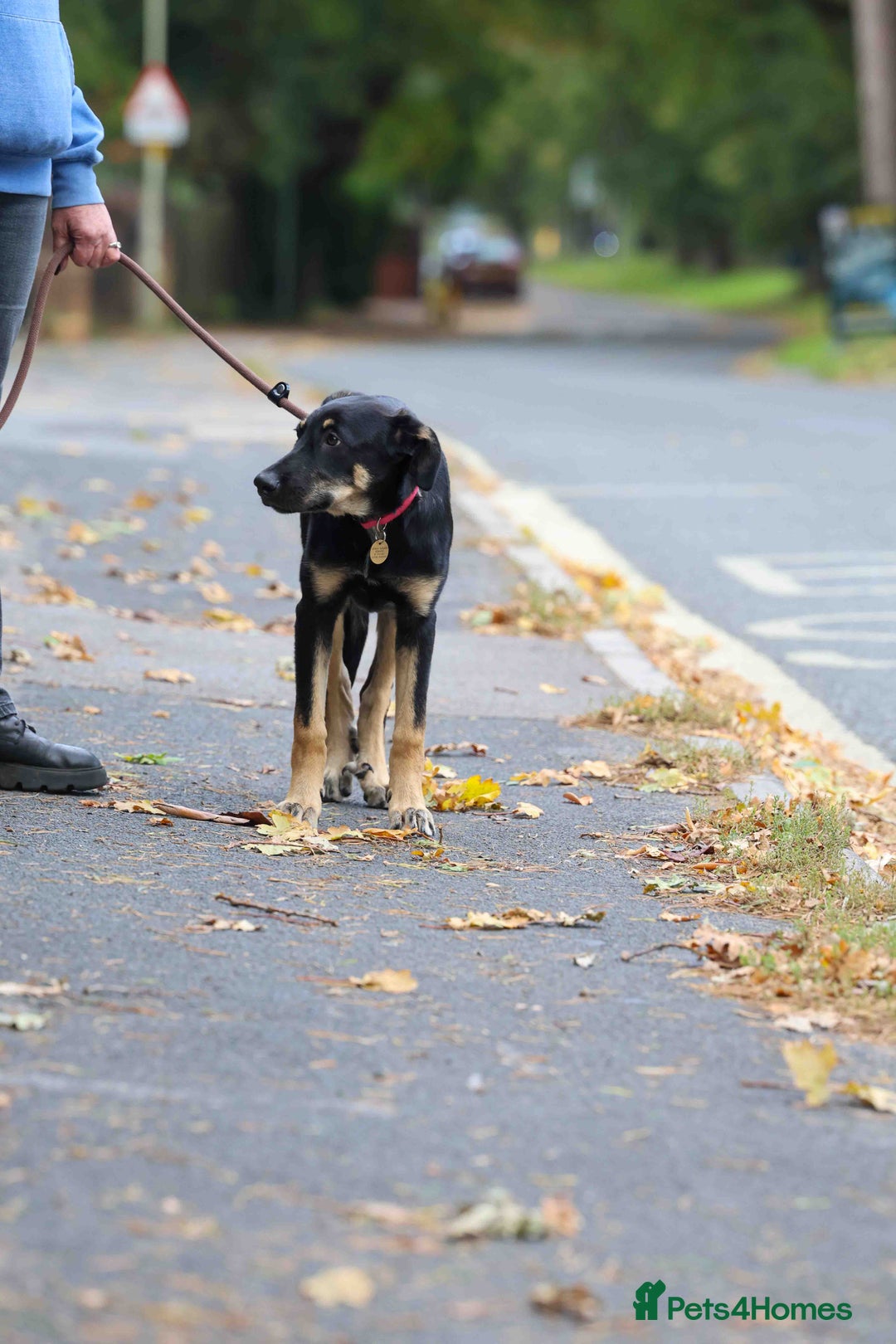Mixed Breed dogs for adoption: Sweet Stella - reserved - Advert 25
