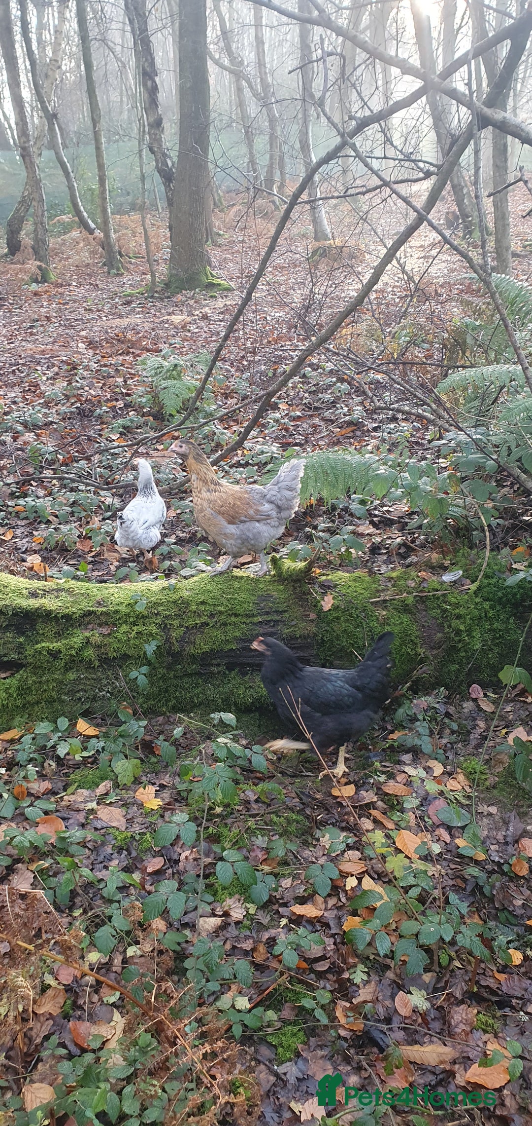 Chickens poultry for sale: Farm yard mix of laying hens and point of lay - Image 12