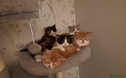 British Shorthair cats for sale: GCCF British shorthair kittens  - Image 2