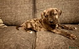 Mixed Breed dogs for sale: Mastiff x Great Dane  - Advert 2