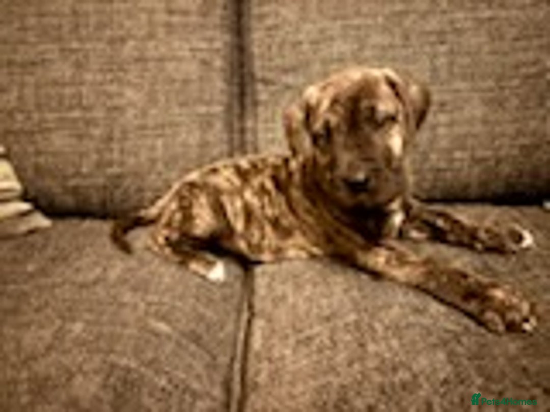 Mixed Breed dogs for sale: Mastiff x Great Dane  - Advert 2