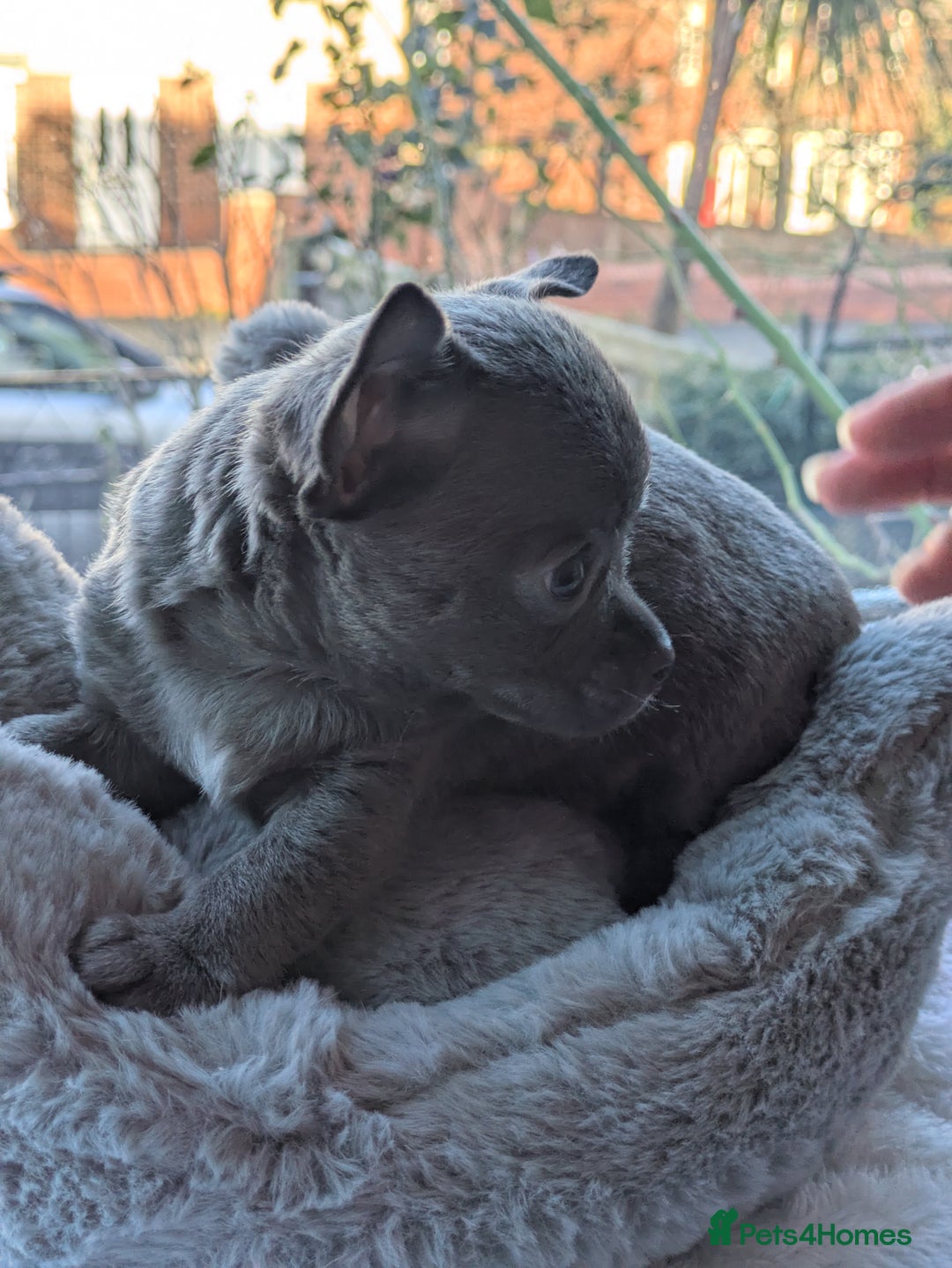 Chihuahua dogs for sale: Rare colour and tiny pedigree Chihuahuas  - Advert 21