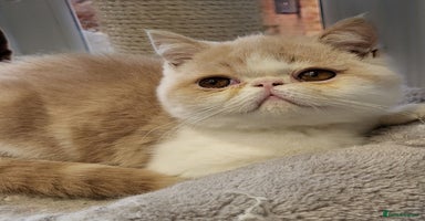 Exotic cats - Advert 4