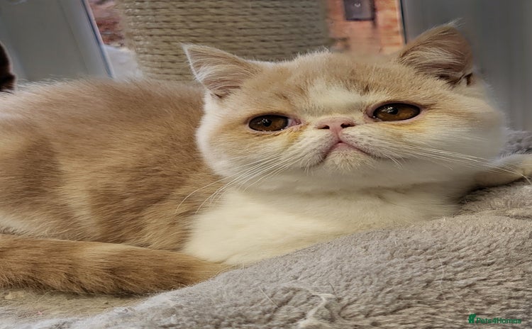 Exotic cats - Advert 1