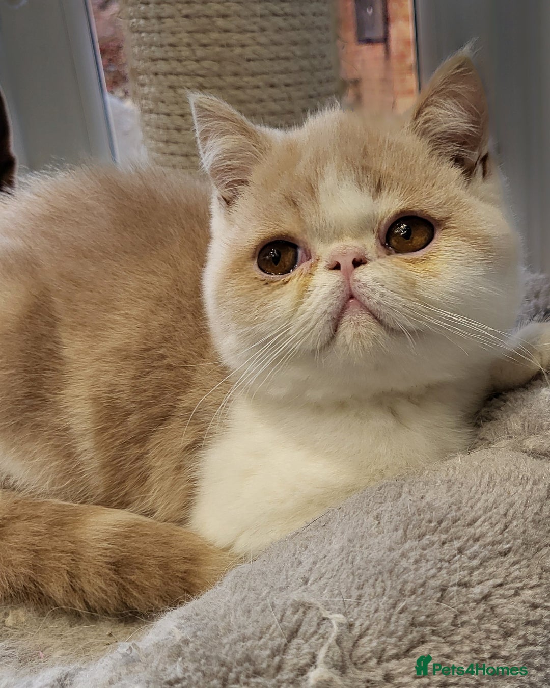 Exotic cats for sale: Hugo  - Advert 9