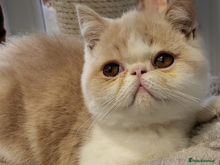 Exotic cats Hugo - Advert 2