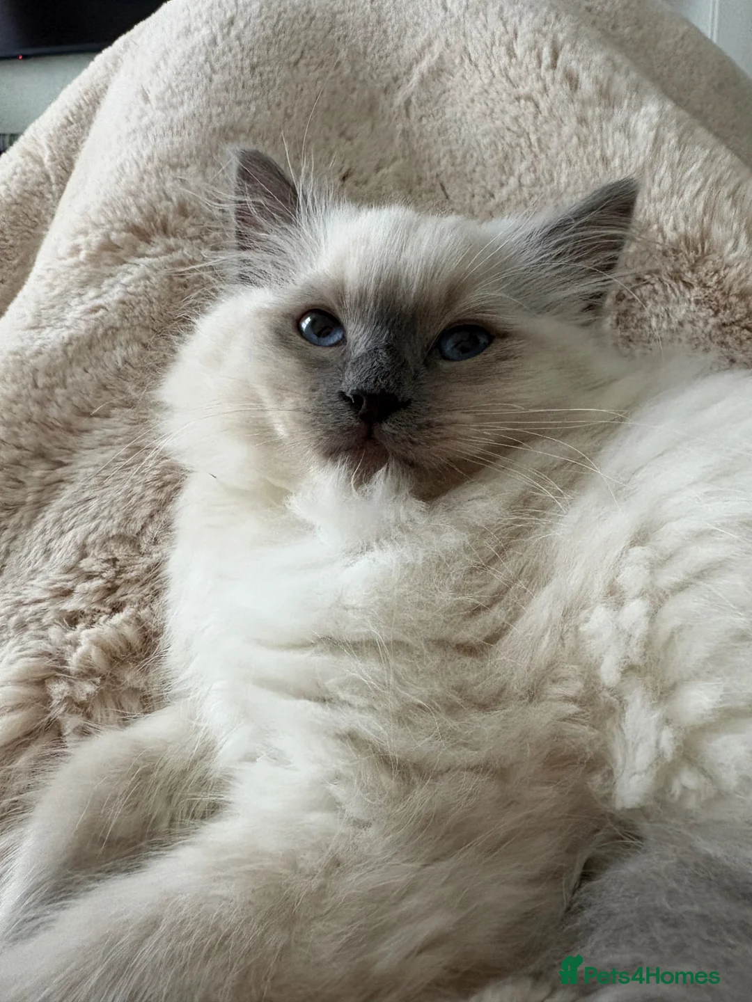 Ragdoll cats for sale: Pure breed Ragdoll male cat in London - Advert 1