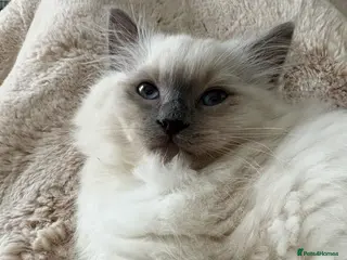 Ragdoll cats Pure breed Ragdoll male cat - Advert 1