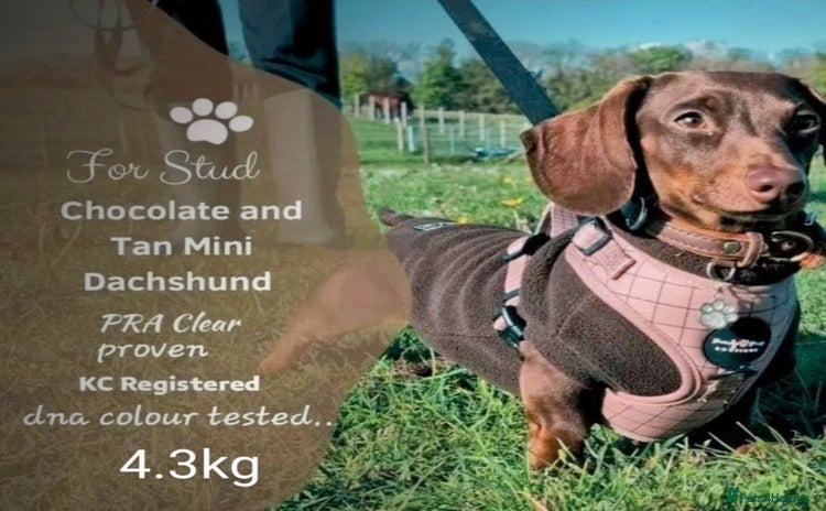 Miniature Dachshund dogs - Advert 3